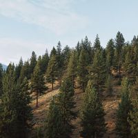 a view of a hill in the
        okanagan
